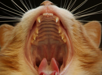 Cat Dental Health: What Cat Lovers Need to Know