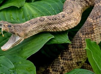 How To Survive a Snakebite: Pet Edition