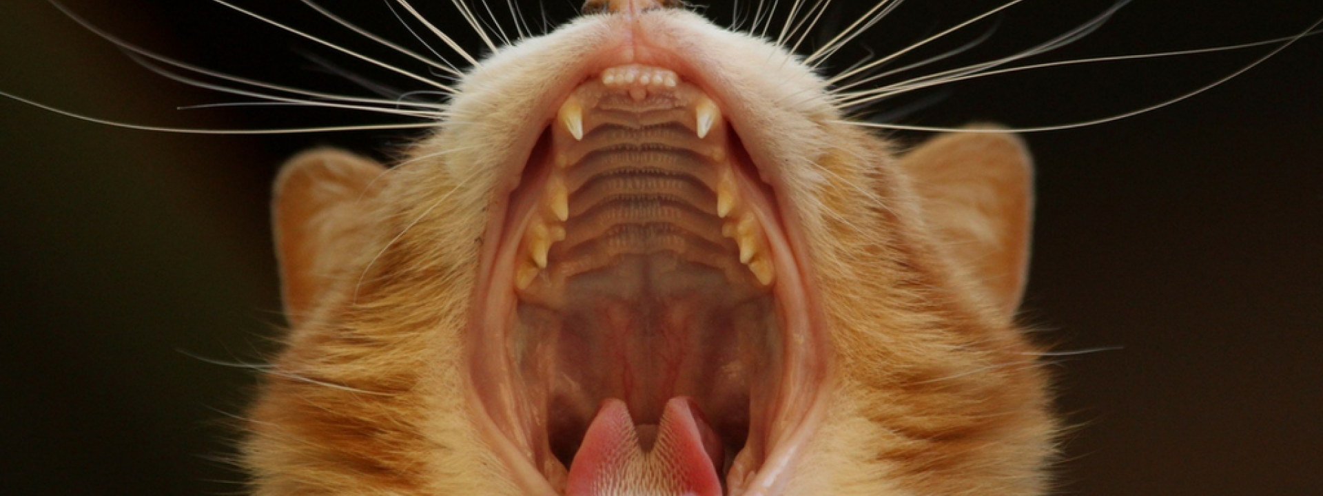 Your Cat's Best Dental Health